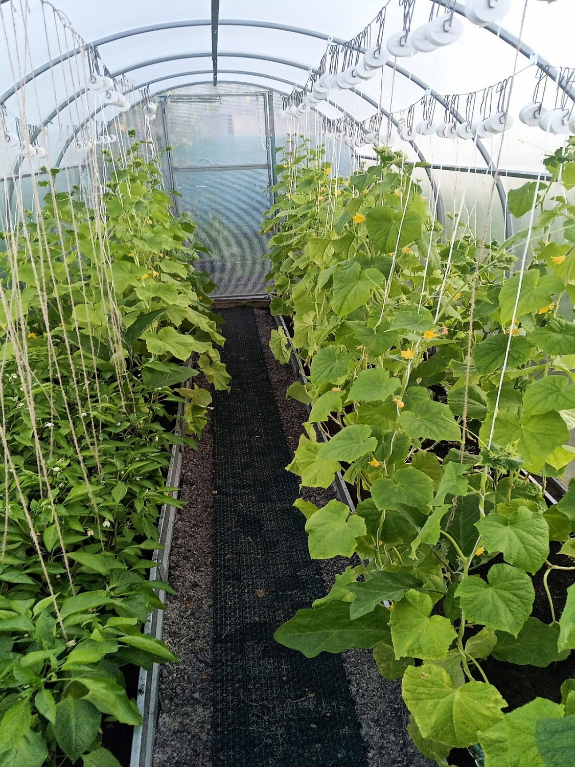 «Урожай с Формикой»