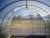 Teplica_ocinkovannaya_Novaya_Cink_dugi_cherez_0,65_2 Teplica_ocinkovannaya_Novaya_Cink_dugi_cherez_0,65_2